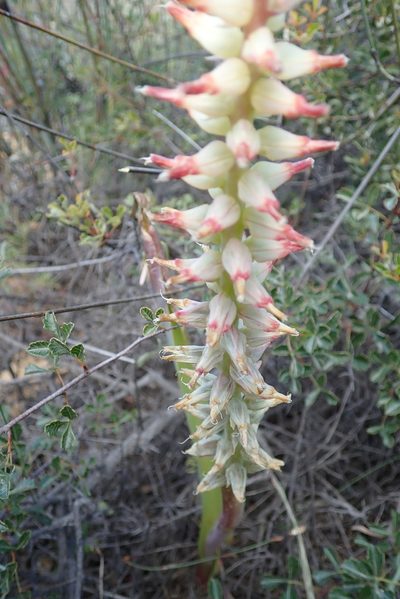 Lachenalia ventricosa, photographed by Peter Warren