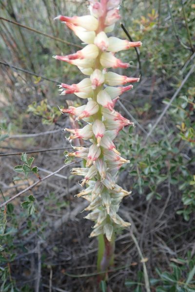 Lachenalia ventricosa, photographed by Peter Warren