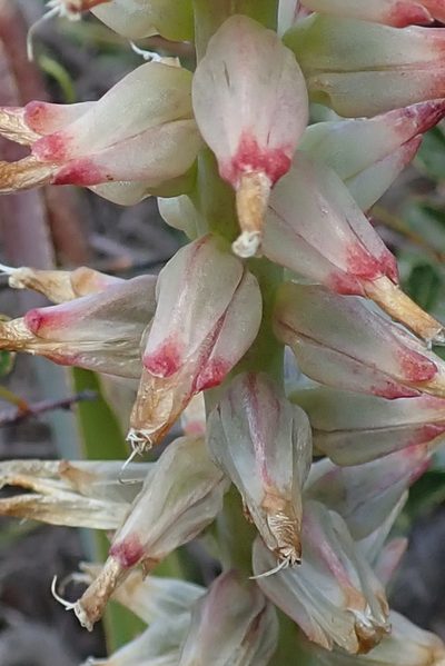 Lachenalia ventricosa, photographed by Peter Warren