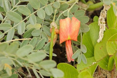 Sesbania tomentosa, photographed by Rolf Lawrenz