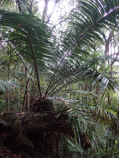 Lepidozamia peroffskyana, photographed by Julien Renoult