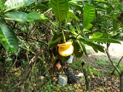 Tabernaemontana alba, photographed by Obed Palagot Echavarria