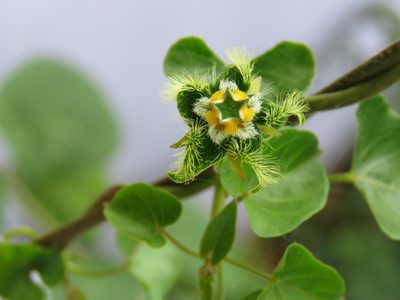 Gonolobus barbatus, photographed by jmmaes