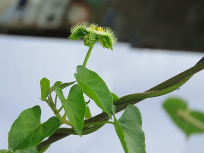 Gonolobus barbatus, photographed by jmmaes