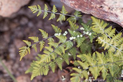 Notholaena lemmonii, photographed by Ken-ichi Ueda