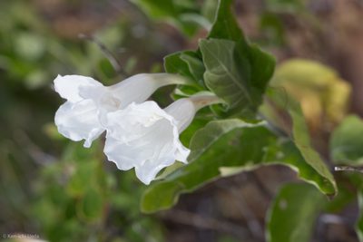 Ruellia leucantha, photographed by Ken-ichi Ueda