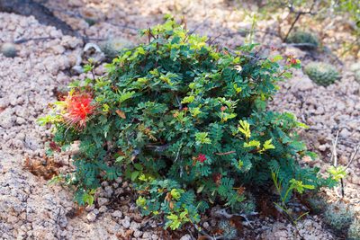 Calliandra californica, photographed by Ken-ichi Ueda
