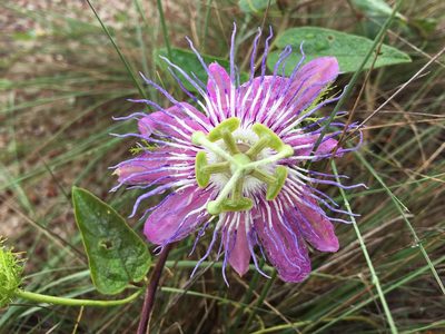 Passiflora urbaniana, photographed by Ernest N. Raymond