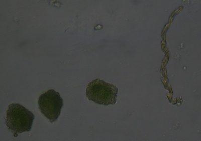 Megaceros flagellaris, photographed by Possums' End