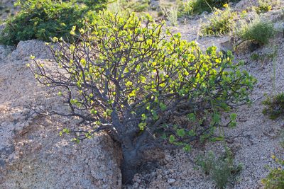 Euphorbia hindsiana, photographed by Ken-ichi Ueda