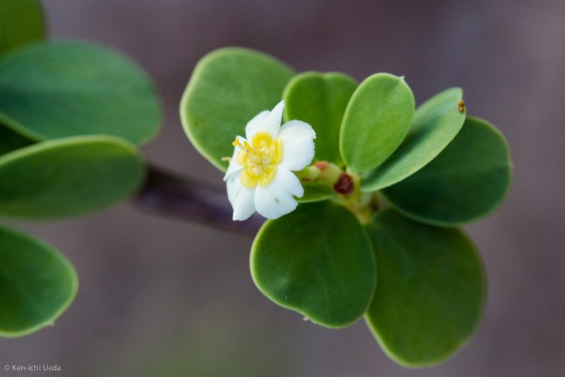 Euphorbia hindsiana, photographed by Ken-ichi Ueda