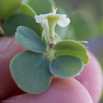 Euphorbia hindsiana, photographed by Ken-ichi Ueda