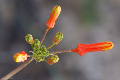 Bessera tenuiflora, photographed by Ken-ichi Ueda