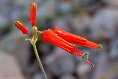 Bessera tenuiflora, photographed by Ken-ichi Ueda