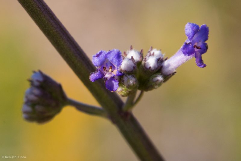 Mesosphaerum collinum, photographed by Ken-ichi Ueda