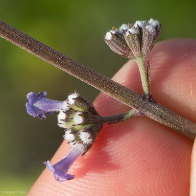 Mesosphaerum collinum, photographed by Ken-ichi Ueda