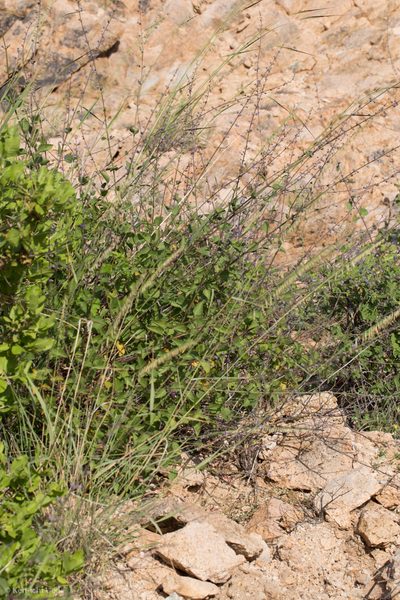 Mesosphaerum collinum, photographed by Ken-ichi Ueda