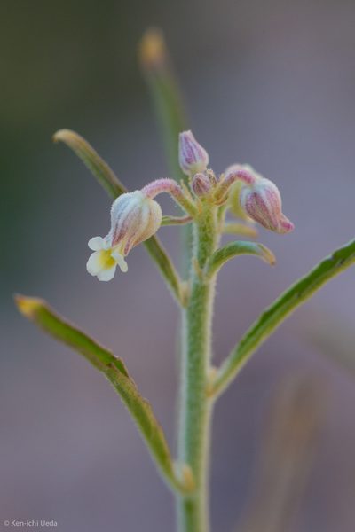 Hybanthus fruticulosus, photographed by Ken-ichi Ueda