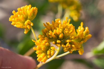 Aldama brandegeei, photographed by Ken-ichi Ueda