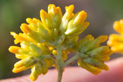 Aldama brandegeei, photographed by Ken-ichi Ueda