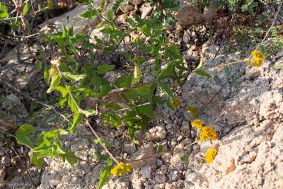 Aldama brandegeei, photographed by Ken-ichi Ueda