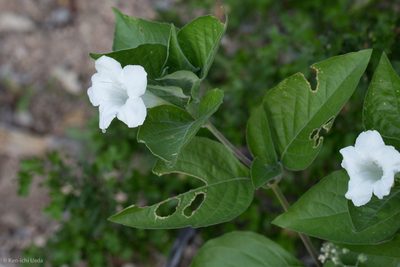 Ruellia leucantha, photographed by Ken-ichi Ueda