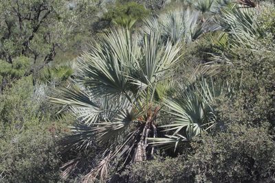 Brahea decumbens, photographed by Juan Cruzado Cortés