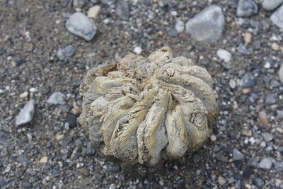 Aztekium hintonii, photographed by Juan Cruzado Cortés