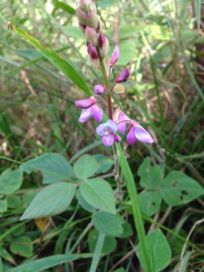 Desmodium intortum, photographed by Jake Gross