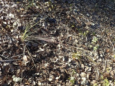 Aristida spiciformis, photographed by Valerie Anderson