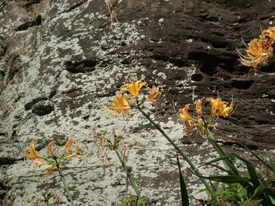 Lycoris aurea, photographed by Meng-Ying Tsai