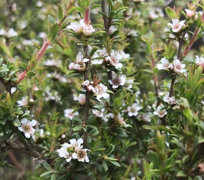 Taxandria parviceps, photographed by Ann Bentley