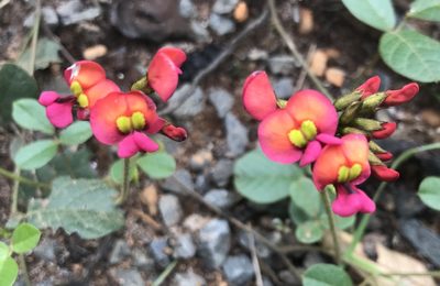 Kennedia coccinea, photographed by Ann Bentley