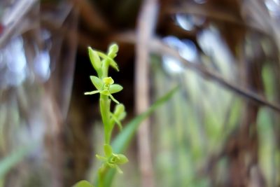 Epidendrum rigidum, photographed by Thibaud Aronson
