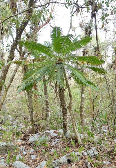 Microcycas calocoma, photographed by Thibaud Aronson