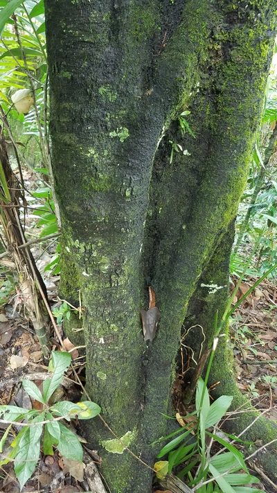 Diospyros nigra, photographed by Alan Rockefeller