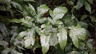 Tectaria heracleifolia, photographed by Alan Rockefeller
