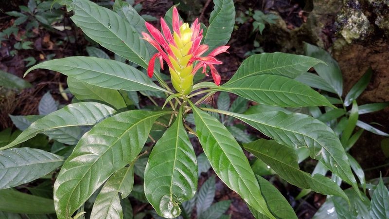 Aphelandra aurantiaca, photographed by Alan Rockefeller