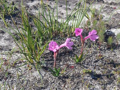 Watsonia coccinea, photographed by Chris Vynbos
