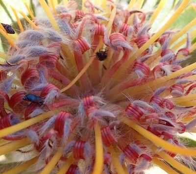 Leucospermum praemorsum, photographed by Peter Warren