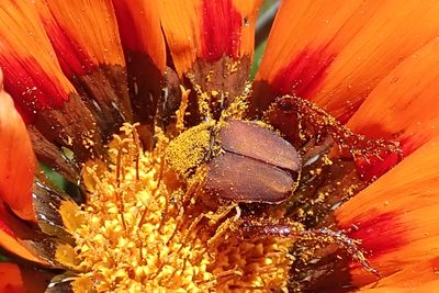 Gazania rigida, photographed by Peter Warren
