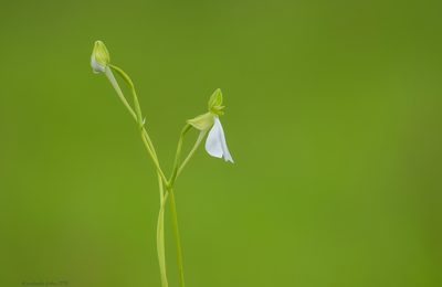 Habenaria longicorniculata, photographed by Prashantha Krishna M C