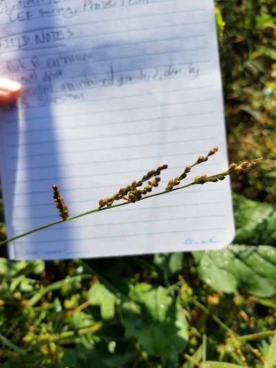 Urochloa fusca, photographed by Christen Warkoczewski