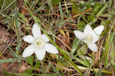 Ornithogalum corsicum, photographed by Drepanostoma