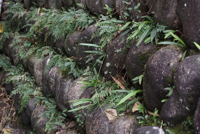 Asplenium wilfordii, photographed by harum.koh