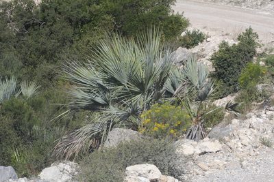 Brahea decumbens, photographed by Juan Cruzado Cortés