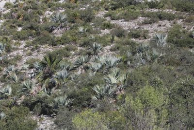 Brahea decumbens, photographed by Juan Cruzado Cortés