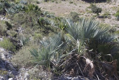 Brahea decumbens, photographed by Juan Cruzado Cortés