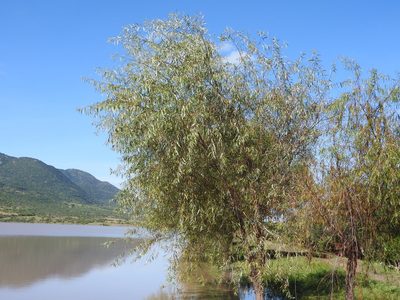 Salix bonplandiana, photographed by Oscar Alejandro Morales Juárez