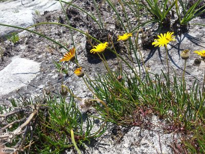 Ursinia tenuifolia, photographed by Chris Vynbos